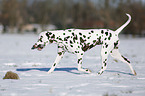 Dalmatian in winter