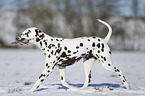 Dalmatian in winter