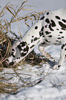 Dalmatian in winter