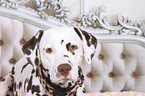 Dalmatian Portrait