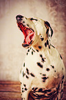 yawning Dalmatian