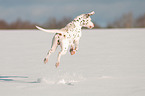 jumping Dalmatian