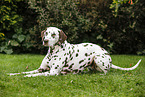 lying Dalmatian