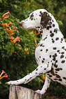 Dalmatian