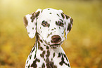 Dalmatian Puppy