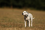 standing Dalmatian puppy