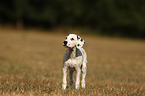 standing Dalmatian puppy