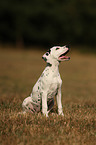 sitting Dalmatian Puppy