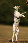 Dalmatian Puppy