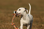 Dalmatian Puppy