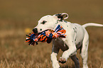 running Dalmatian Puppy