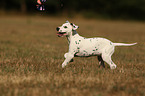 Dalmatian Puppy