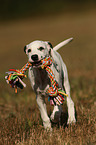 running Dalmatian Puppy