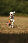 running Dalmatian Puppy