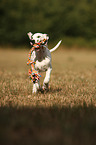 running Dalmatian Puppy