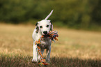 running Dalmatian Puppy