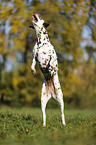 jumping Dalmatian