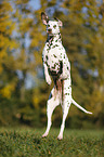 jumping Dalmatian