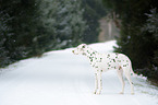 Dalmatian in the snow