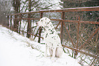 Dalmatian in the snow