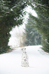 Dalmatian in the snow