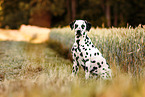 sitting Dalmatian