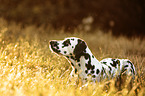 lying Dalmatian