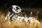 lying Dalmatian