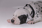 Dalmatian Puppy