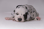 Dalmatian Puppy