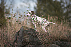 standing young Dalmatian