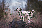 standing young Dalmatian