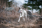 running young dalmatian