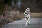 running young dalmatian