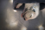 lying Dalmatian Puppy