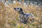 young Dalmatian