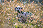 young Dalmatian