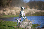 Dalmatian at the water