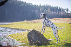 Dalmatian at the water