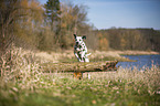 Dalmatian jumps over tree trunk