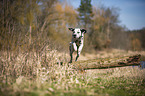 Dalmatian jumps over tree trunk