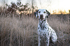 sitting Dalmatian