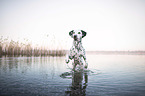 jumping Dalmatian