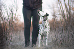 human with Dalmatian