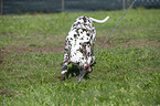 playing Dalmatian