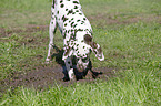 digging Dalmatian