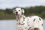 dalmatian