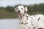 dalmatian portrait