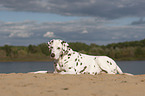 lying old female dalmatian