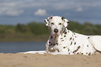 lying old female dalmatian